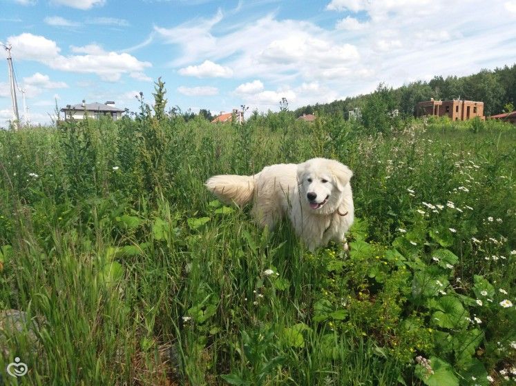 Собака-кусака