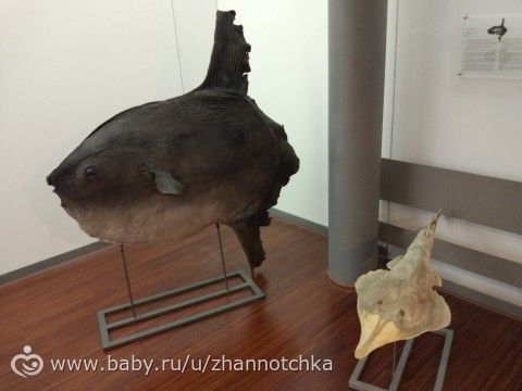 Кипр-2017. Отдых с детьми. Часть 3.