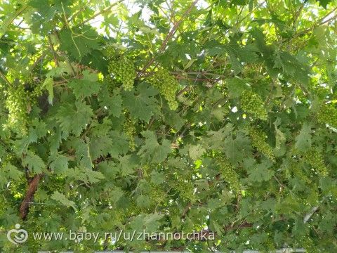 Кипр-2017. Отдых с детьми. Часть 4.